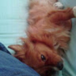 Meet your Posher, Dani